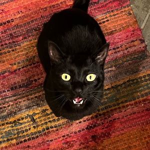 Meet your Posher, Petra